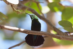 Eulampis holosericeus