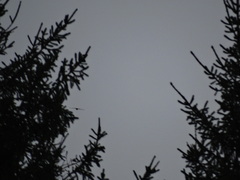 Accipiter nisus