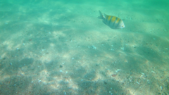 Abudefduf troschelii