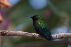 Eulampis holosericeus