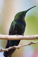 Eulampis holosericeus