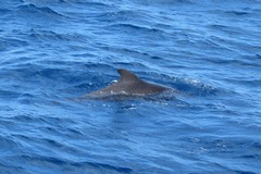 Globicephala