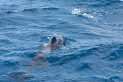 Globicephala