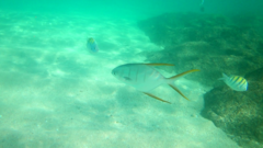 Abudefduf troschelii