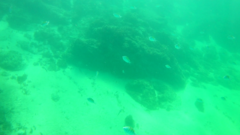 Abudefduf troschelii