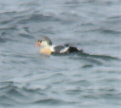 Somateria spectabilis