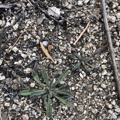 Cryptantha crassisepala