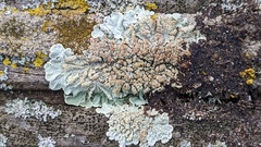 Flavoparmelia soredians