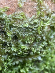 Chiloscyphus polyanthos