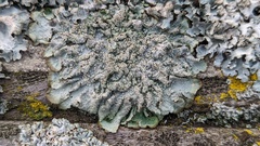 Punctelia jeckeri