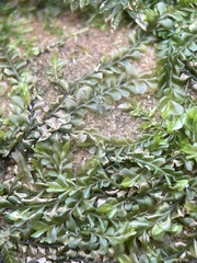 Chiloscyphus polyanthos