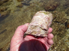 Striostrea margaritacea