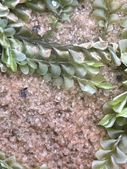 Chiloscyphus polyanthos