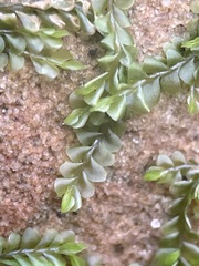 Chiloscyphus polyanthos