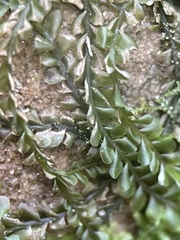 Chiloscyphus polyanthos