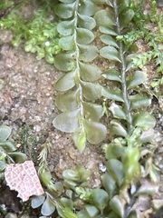 Chiloscyphus polyanthos