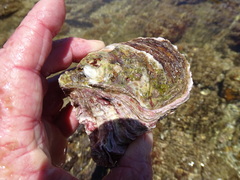 Striostrea margaritacea