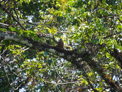Harpagus bidentatus