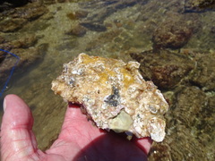 Striostrea margaritacea