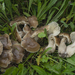 Neohygrocybe pseudoingrata - Photo (c) Filip Fuljer, some rights reserved (CC BY-NC), uploaded by Filip Fuljer