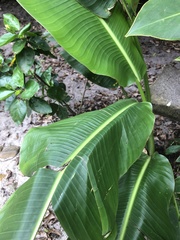 Musa acuminata