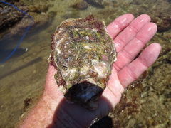 Striostrea margaritacea