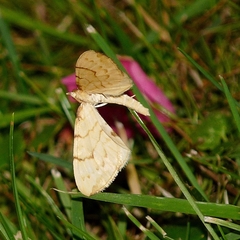 Gandaritis pyraliata