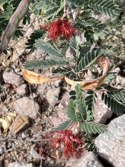 Calliandra californica