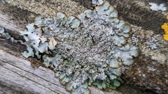 Punctelia subrudecta