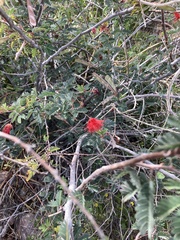 Calliandra californica