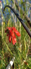 Erica cerinthoides cerinthoides