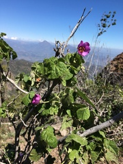 Corynabutilon ceratocarpum