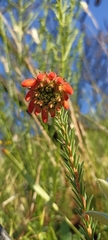 Erica cerinthoides cerinthoides