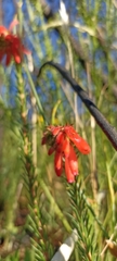 Erica cerinthoides cerinthoides
