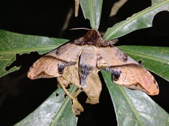 Amplypterus panopus