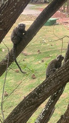 Callithrix jacchus × penicillata