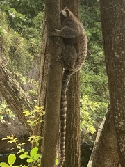 Callithrix jacchus × penicillata