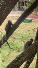 Callithrix jacchus × penicillata