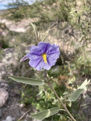 Solanum hindsianum