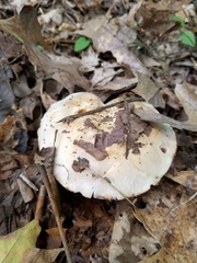 Phlegmacium griseocoeruleum