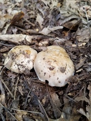 Phlegmacium griseocoeruleum