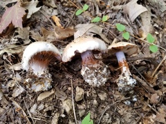 Phlegmacium griseocoeruleum