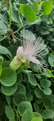 Capparis
