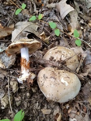 Phlegmacium griseocoeruleum