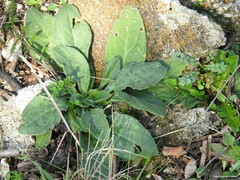 Echium plantagineum