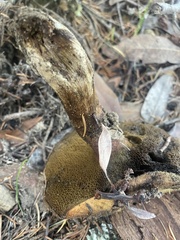 Suillus caerulescens