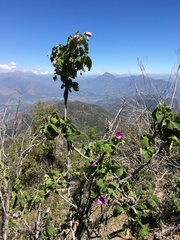 Corynabutilon ceratocarpum