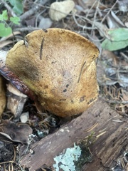 Suillus caerulescens