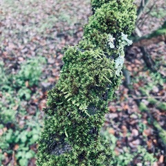 Atrichum undulatum