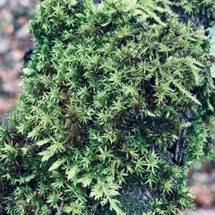 Atrichum undulatum